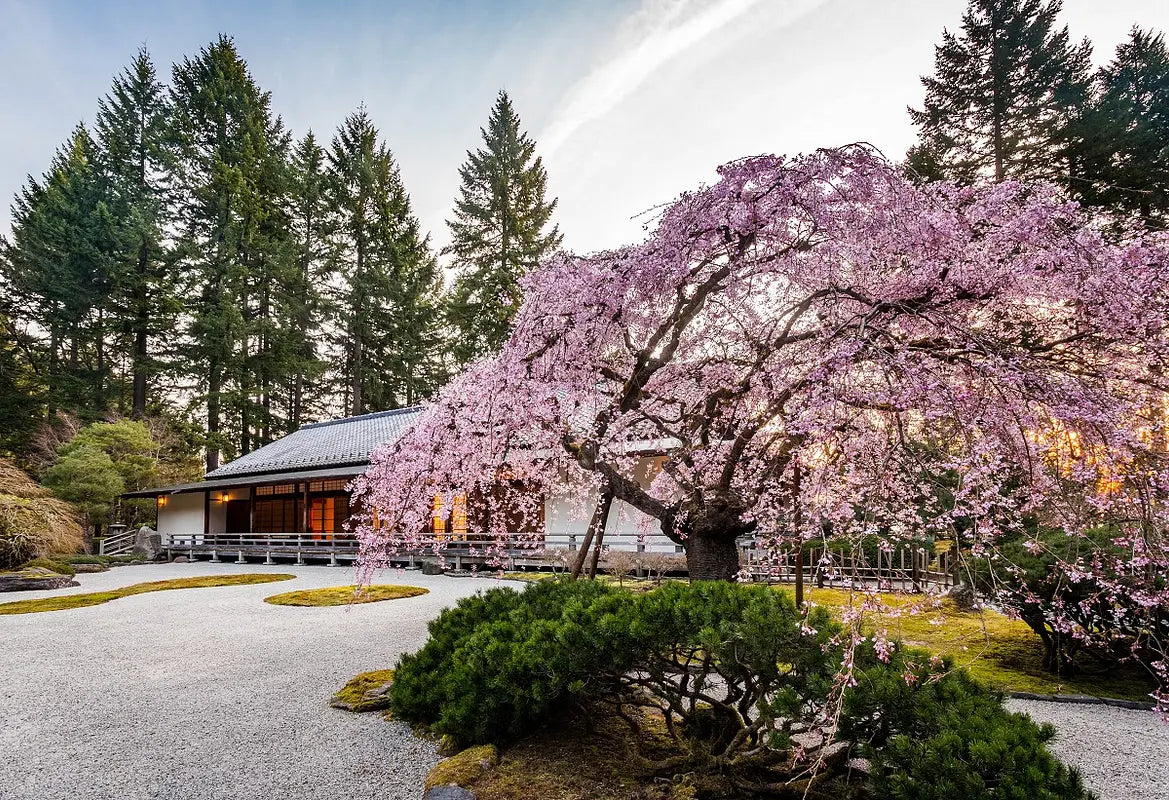 Japanese cherry blossom, inspiration for the Kazoku colour palette
